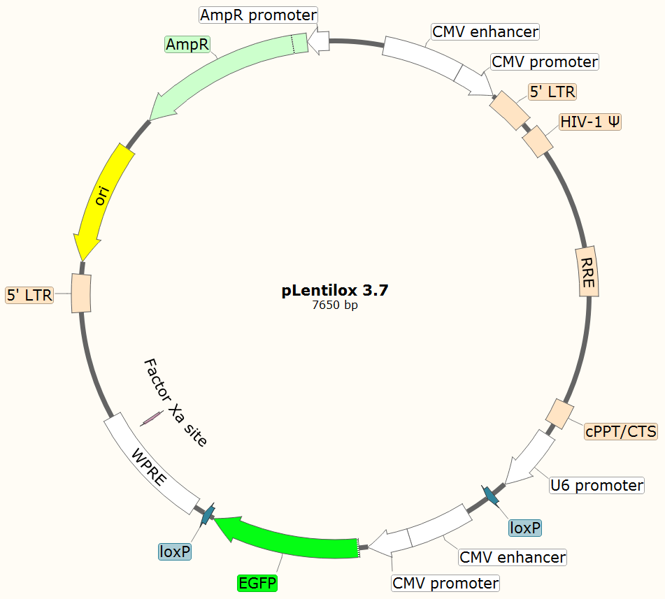 pLentilox3.7载体图谱